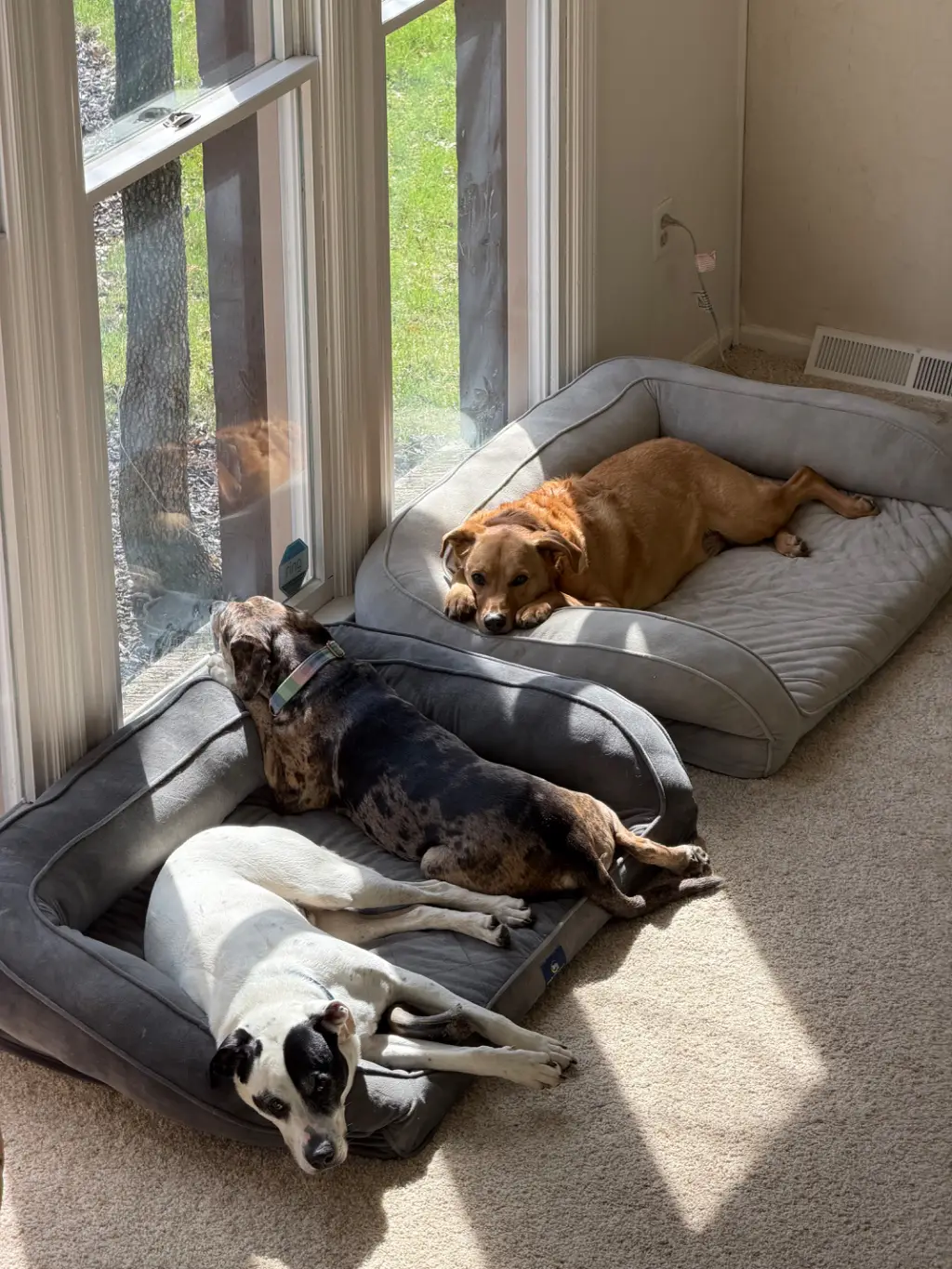Group Nap: Do we look cozy? We are, extremely.